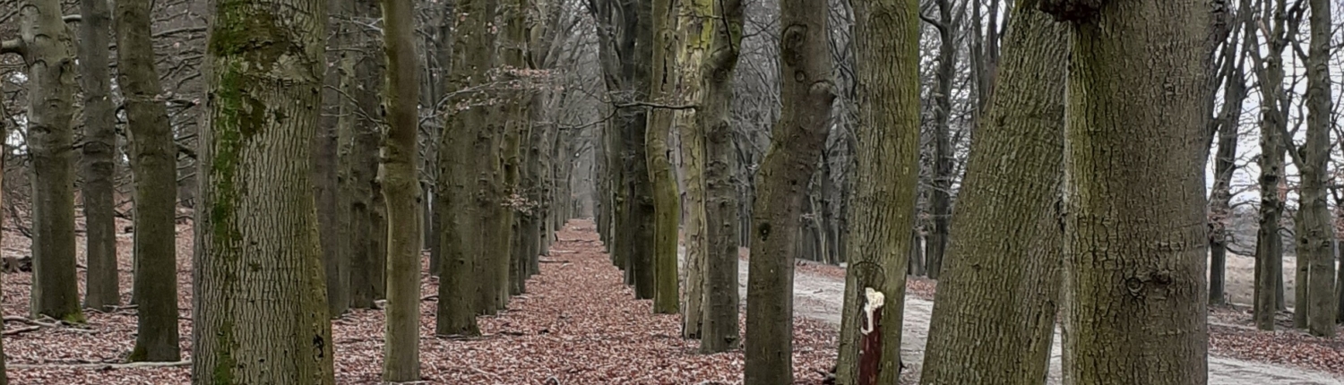 wandeling planken wambuis