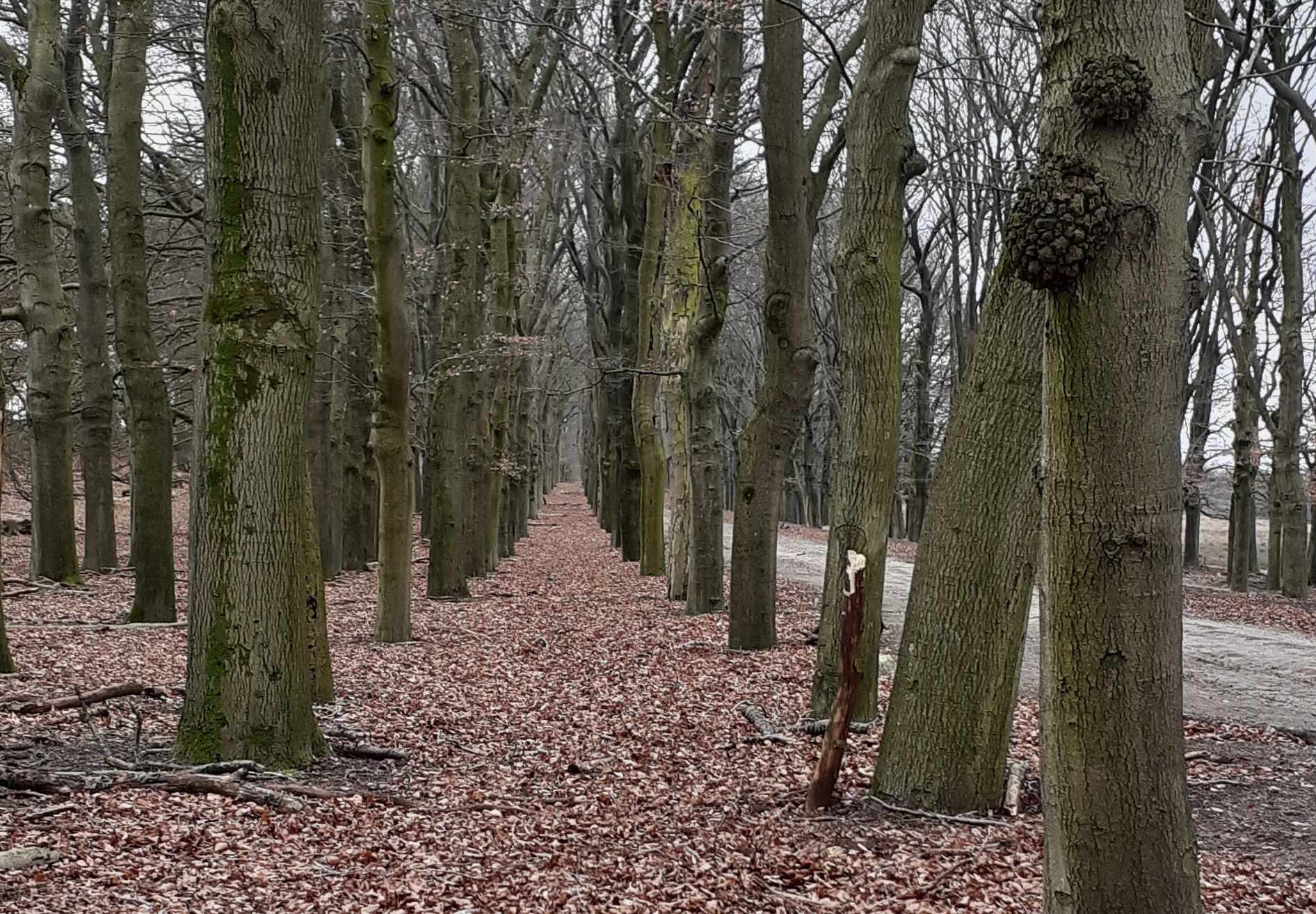 wandeling planken wambuis